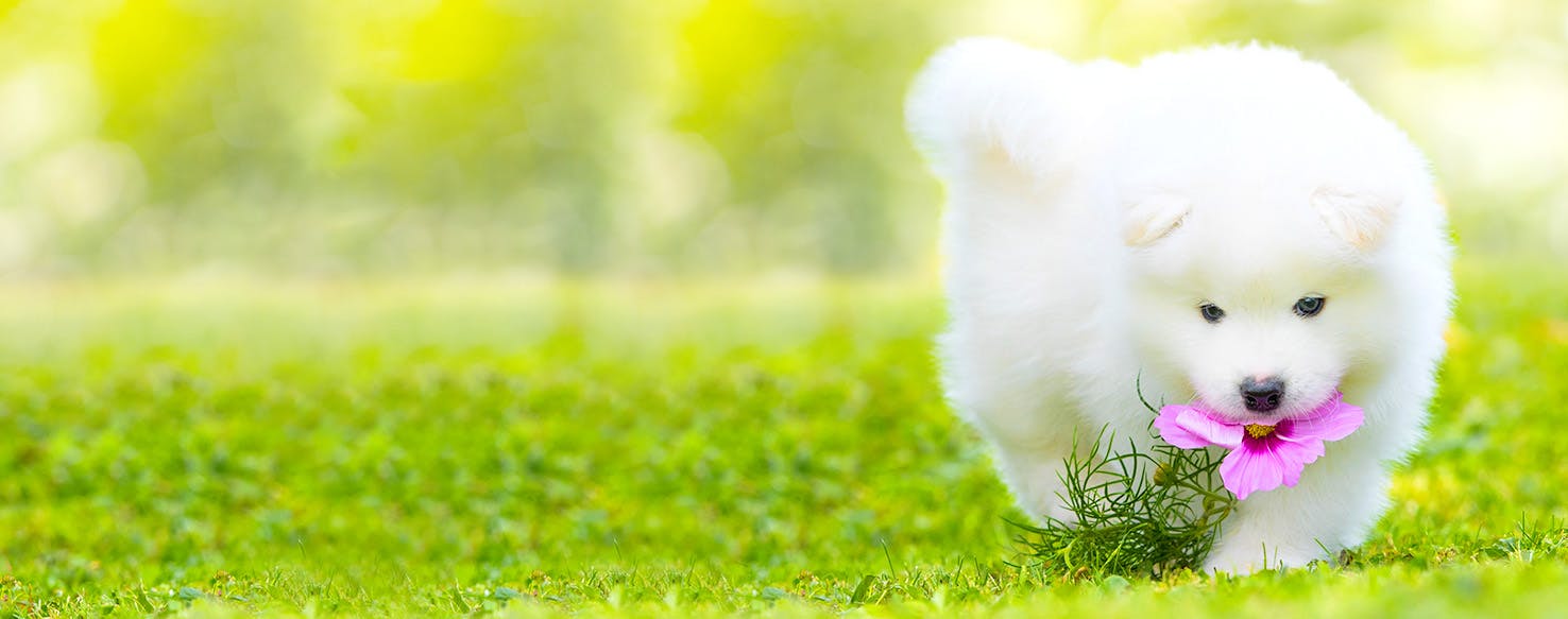Dog Names Meaning Moon Popular Male And Female Names Wag 